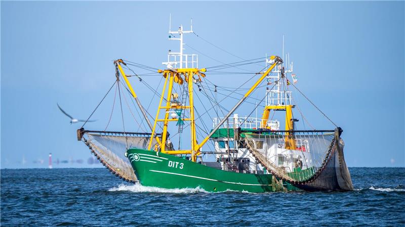 Unerwartet viele Krabben gingen den Küstenfischern 2025 in der Nordsee ins Netz. (Archivbild)