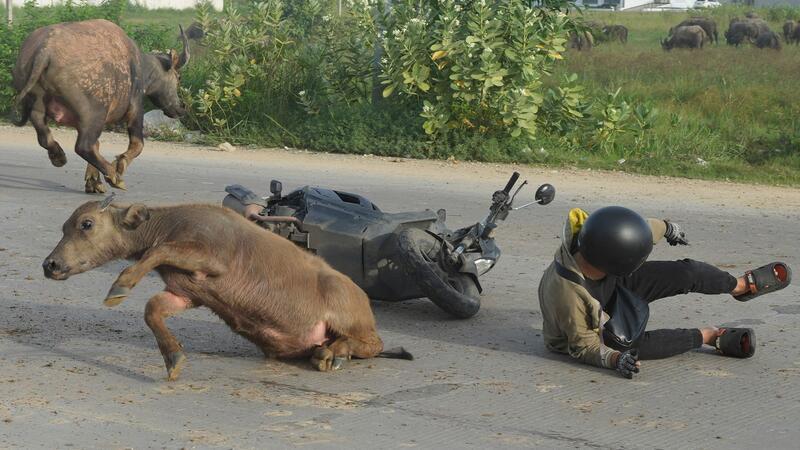 Unfall mit Büffel: Ein Mann stürzt von seinem Motorrad, nachdem er auf dem Weg zur Arbeit in Kambodscha einen Wasserbüffel angefahren hat.