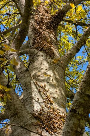 Schwärmende Insekten: Oberharzer Bienenberater gibt Tipps Ungefähr sechs Kilogramm Bienen setzen sich in einem Baum fest.