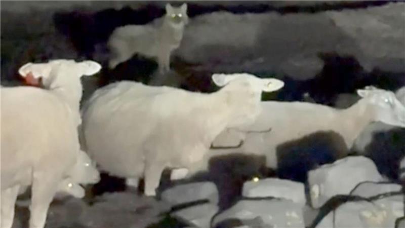 Ungewöhnlicher Gast: Ein Schakal auf Sylt.