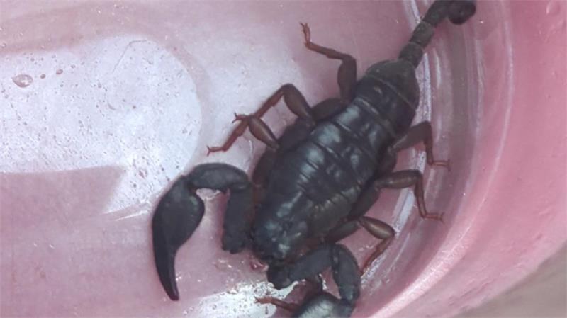 Ein schwarzer Skorpion sitzt in einem rosafarbenen Becher.