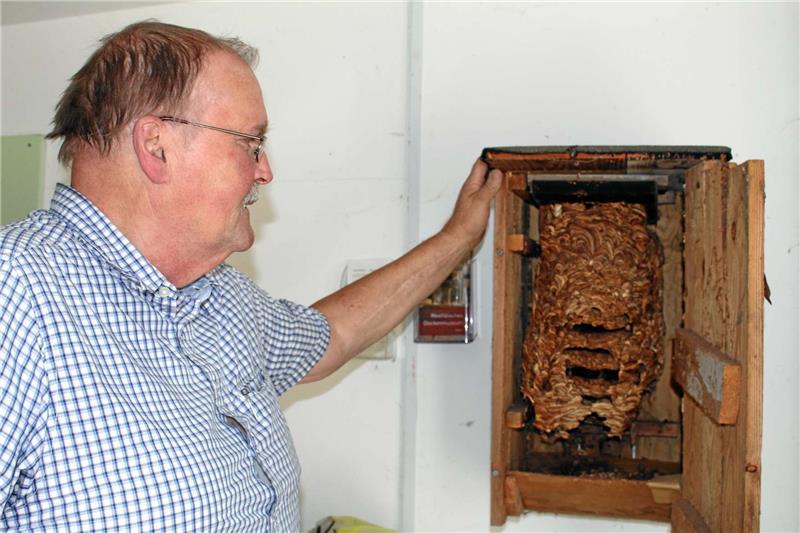 Ungewöhnliches Souvenir: Das Hornissen-Nest hat Henning Schacht behalten. Im Winter verlassen die Tiere nämlich ihre Nester und kehren nicht zurück.