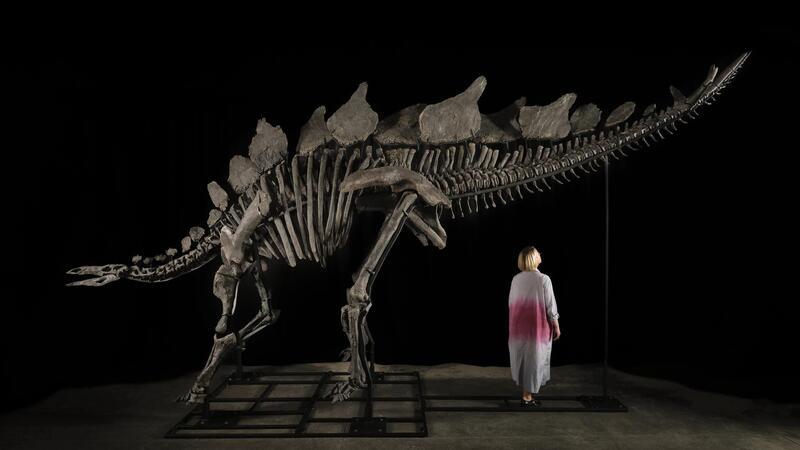 Dino-Skelett bringt bei Auktion Rekordsumme Unglaublich gut erhalten ist das Skelett, berichtet das Auktionshaus
