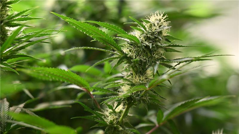 Cannabis-Gesetz soll „ergebnisoffen“ geprüft werden Union und SPD haben sich beim Thema Cannabis geeinigt. (Symbolbild)