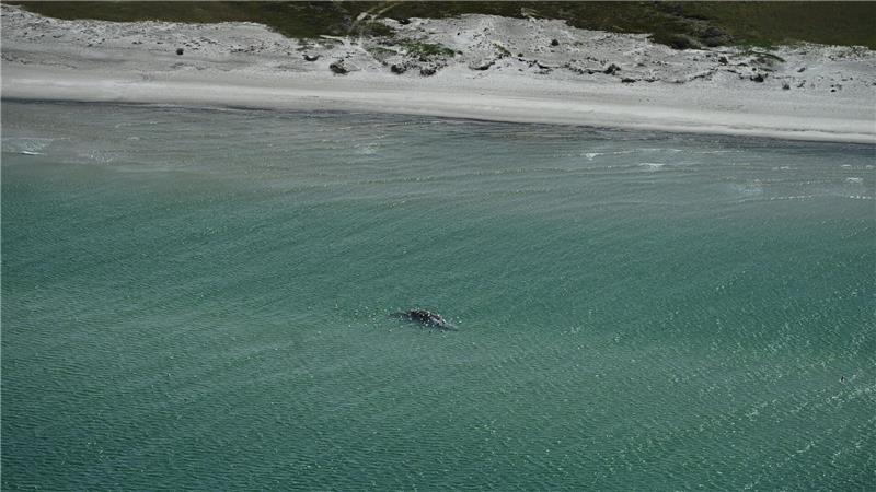 Unklar ist, ob es sich um den Wal handelt, der Ende März erstmals vor Timmendorfer Strand gestrandet war und rund einen Monat später in den Skagerrak, Nordsee, transportiert worden wurde.