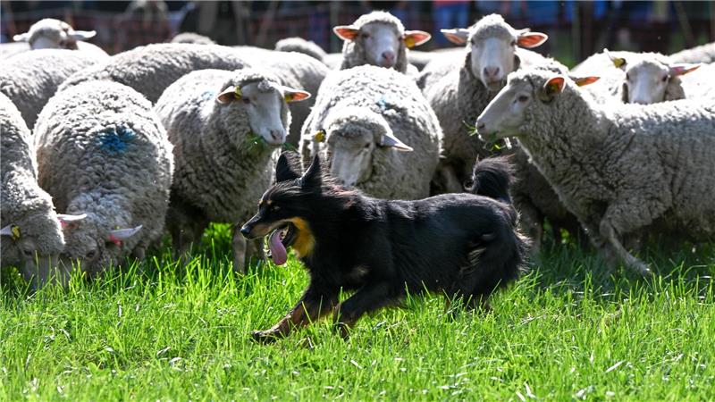 Unter Schafen: Ein Hütehund treibt Schafe beim Landesleistungshüten der Schäfer in Sachsen-Anhalt. 