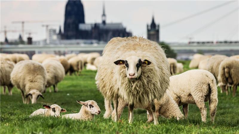 Unter Schafen: Schafe weiden in Köln in der Nähe des Rheins auf einer Wiese.