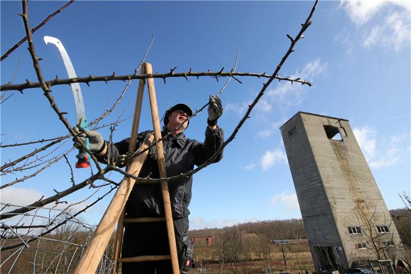 Döhrener Fortuna-Alm ist fit für den Frühling Unter anderem der Schnitt der Obstbäume gehört zu den Aufgaben der Naturfreunde auf dem Areal der Fortuna-Alm bei Döhren. Foto: Gereke