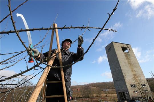 Unter anderem der Schnitt der Obstbäume gehört zu den Aufgaben der Naturfreunde auf dem Areal der Fortuna-Alm bei Döhren. Foto: Gereke