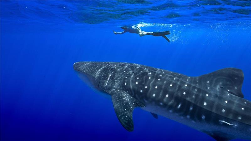Unter anderem für den Wahlhai beschloss die Weltartenkonferenz in Samarkand ein kommerzielles Handelsverbot. (Archivbild)