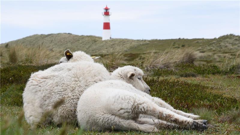 Goldschakal darf auf Sylt nicht mehr abgeschossen werden Unter anderem im Naturschutzgebiet Lister Ellenbogen (Sylt) waren Schafherden gefährdet. (Symbolbild)