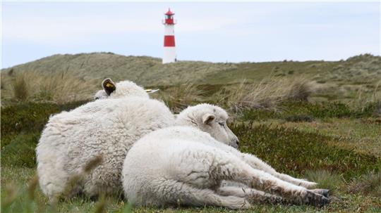 Unter anderem im Naturschutzgebiet Lister Ellenbogen (Sylt) waren Schafherden gefährdet. (Symbolbild)