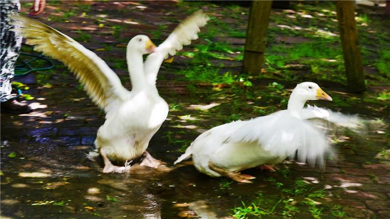 Niedersachsen: 40.000 unterstützen 81-Jährigen mit Tieren Unter anderem um seine Gänse bangt ein älterer Mann nach der Beschwerde eines Nachbarn. (Symbolfoto)