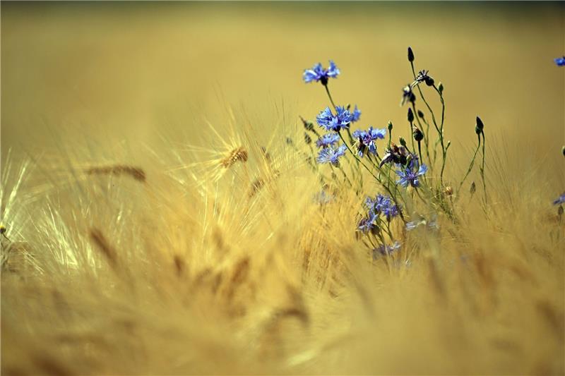 Pflanzenvielfalt: Mehr Verlierer als Gewinner Unter den Klima-Verlierern: Kornblumen auf einem Getreidefeld in Pulheim.