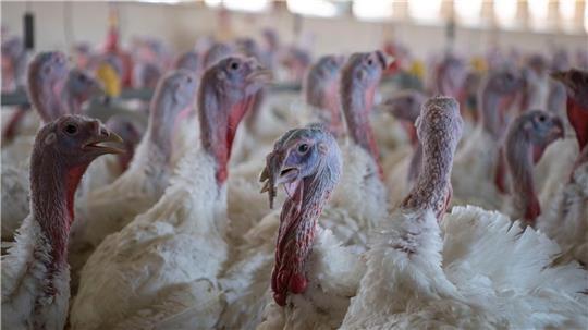 Unter den getöteten Tieren in Niedersachsen waren insbesondere Puten und Hühner. (Archivbild)
