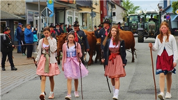 Das Foto zeigt Menschen und Kühe, die mitten auf einer Straße durch eine Stadt gehen.
