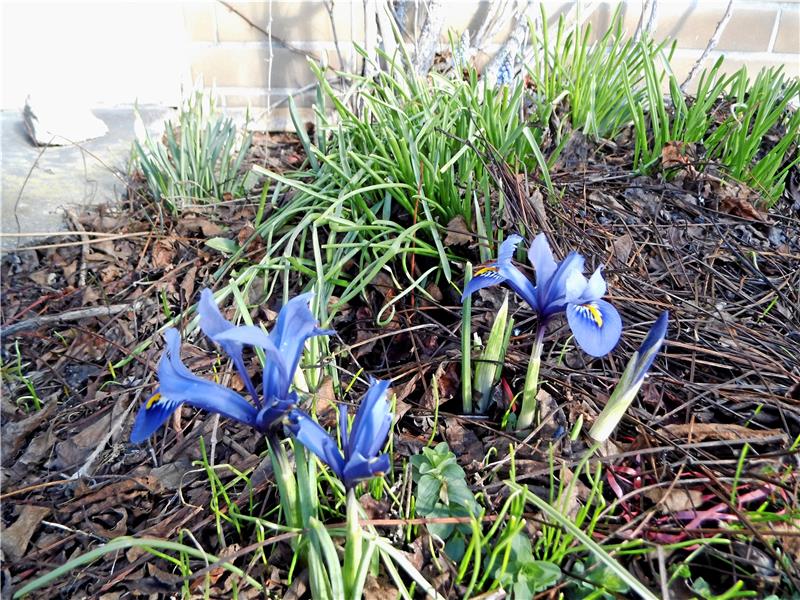 Start frei für „Vorsaison“ im Beet Unterm Laub vom vorherigen Jahr schieben sich die ersten Zwiebel-Schwertlilien (Iris reticulata) durch. An der Südseite des Hauses ist das oft schon früh im Februar der Fall. Foto: Borchers