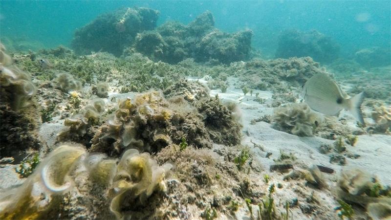 Rekordwärme in Europas Meeren geht auf Klimawandel zurück Unterwasserlandschaft nahe dem Strand von Bendinat auf Mallorca. (Archivbild)