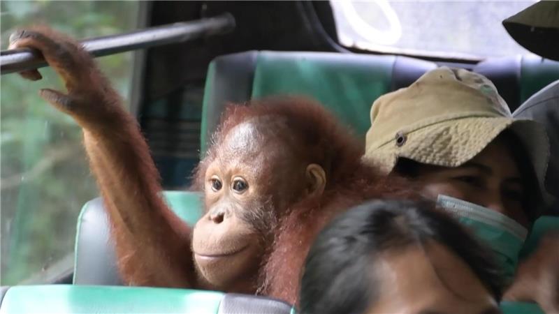 Orang-Utans im Bus: Waldschule auf Borneo zieht um Unterwegs zum neuen Zuhause: Das Busfahren war für die Orang-Utans eine Neuheit.