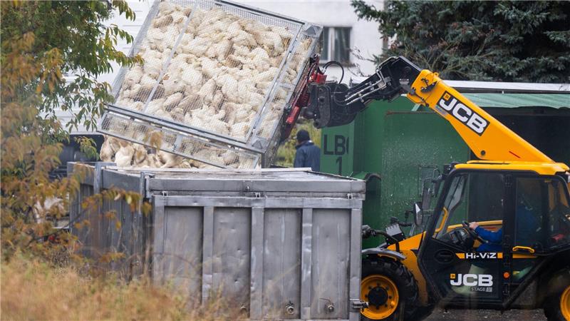 Vogelgrippe breitet sich aus – Stallpflicht greift Unzählige Gänse und Enten mussten aufgrund des Vogelgrippe-Ausbruchs in Agrarbetrieben bereits getötet werden.  (Archivbild)