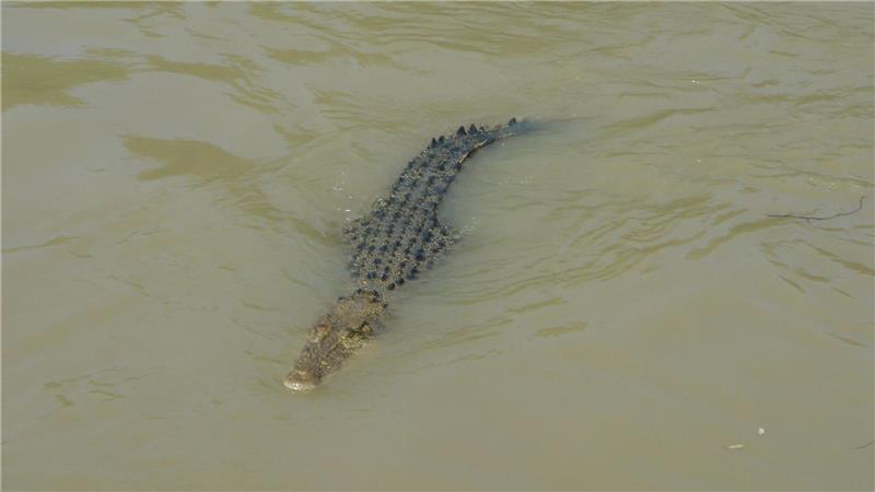 Unzählige Salzwasserkrokodile leben im Norden Australiens. (Archivbild)