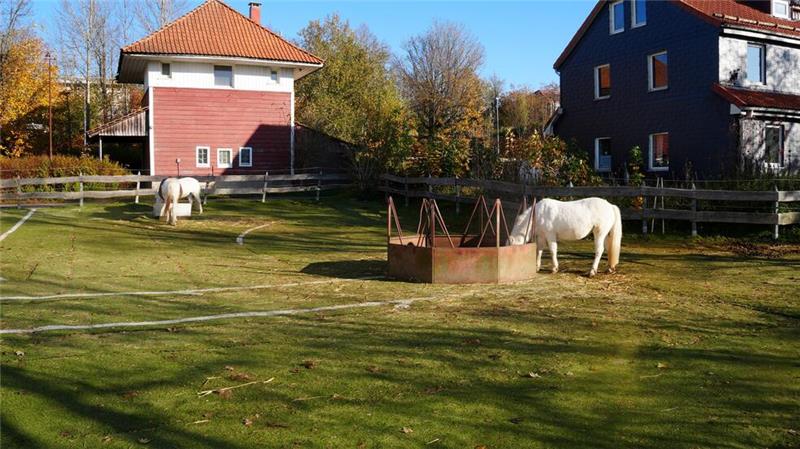 Clausthal-Zellerfeld: Pferde weiden jetzt auf Fußballrasen Ursprünglich ist der Kunstrasen für einen Fußballplatz gedacht, wie auch an den weißen Linien zu erkennen ist. Jetzt weiden Ponys darauf.