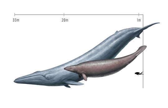 Ursprünglich schätzten Forscher die Masse von Perucetus aufgrund seiner dicken Knochen als größer ein als die eines Blauwals.