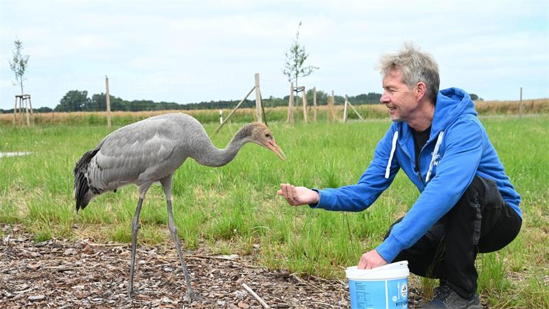Kranichzentrum erhält unverhofft Schützlinge Ida und Michel Ursprünglich wurden die beiden Kraniche in Brandenburg und Niedersachsen aufgesammelt.