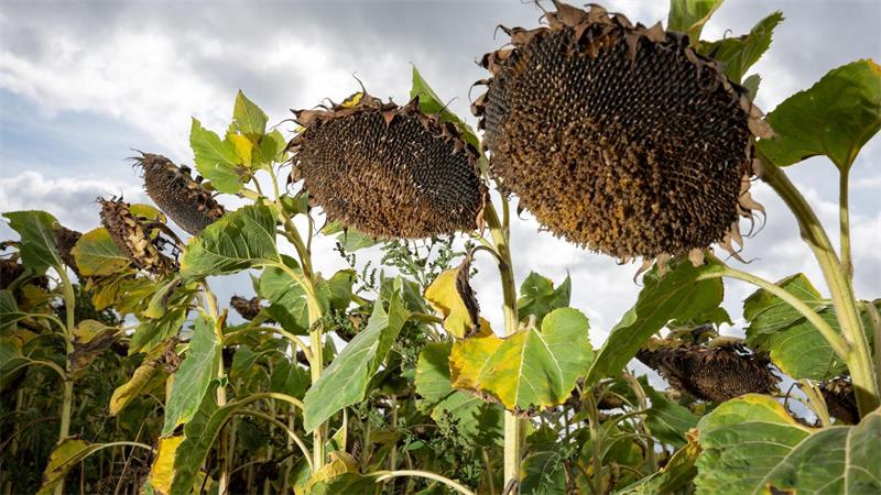 Verblühte Sonnenblumen 