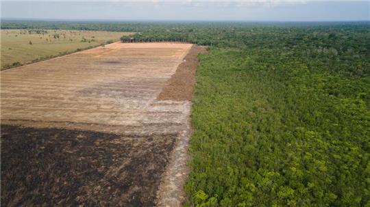 Verbrannte und abgeholzte Flächen wie hier im Amazonas-Gebiet sollen künftig durch das Gesetz verhindert werden. (Archivbild) 