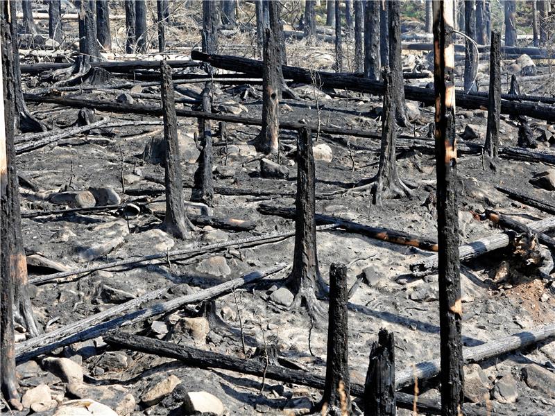 Waldbrand am Brocken: War es Brandstiftung? Verbranntes Holz liegt in den Wäldern des Einsatzgebietes. Mittlerweile ermittelt die Polizei in Halberstadt wegen des Verdachts der Brandstiftung. Luftaufnahmen deuten auf mehrere Brandherde hin. Foto: Bein