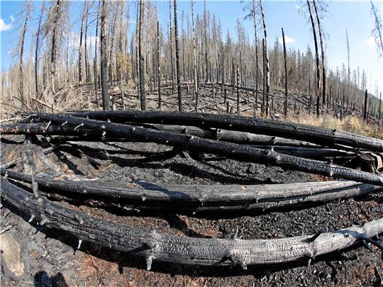 Verbranntes Holz liegt nach dem Feuer vom Donnerstag im Nationalpark zwischen Schierke und dem Brocken. Gebrannt hatten aber nicht 37 Hektar, wie zunächst gemeldet worden war, sondern zweieinhalb bis drei Hektar, wie die Feuerwehr am Montag auf Nachfrage erklärt hat. Fotos: Bein