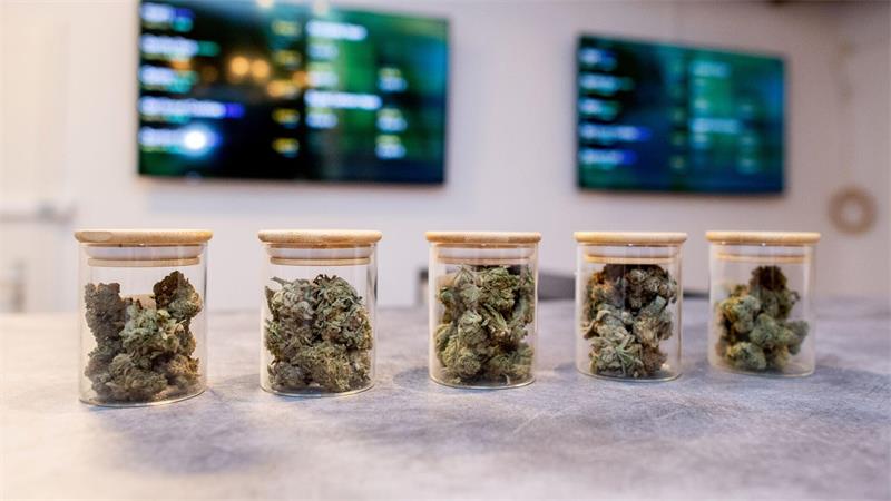 100 Cannabis-Anbauvereine - Ist der Weg richtig? Vereine dürfen Cannabis an ihre zahlenden Mitglieder abgeben. (Archivbild)