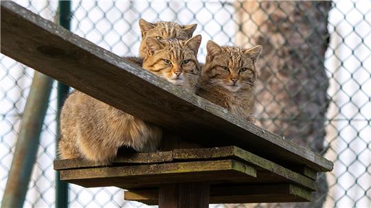 Vergangenen Sommer waren die drei verwaisten Wildkatzen-Geschwister im Gehege an der Marienteichbaude untergekommen. 