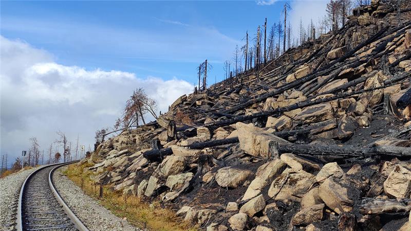Wasserleitung an den Gleisen der Schmalspurbahnen soll helfen Verkohlte Baumstämme: So sieht es im Brockengebiet am Königsberg nach dem Brand im September 2024 aus,