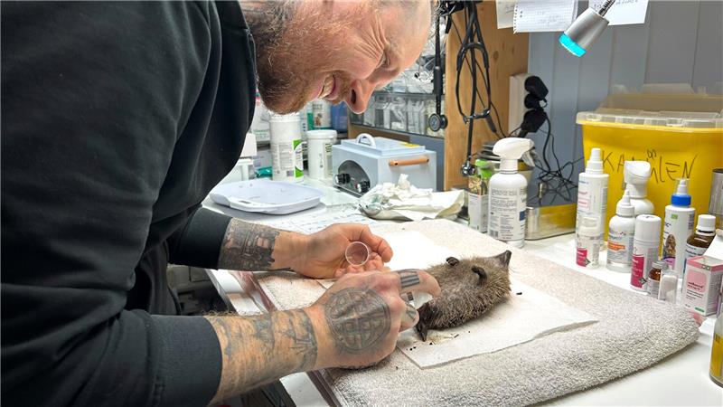 Igel-Population „im Sinkflug“ – wie man helfen kann Ein ehrenamtlicher Helfer versorgt die Verletzungen eines Igels in einer Auffangstation.