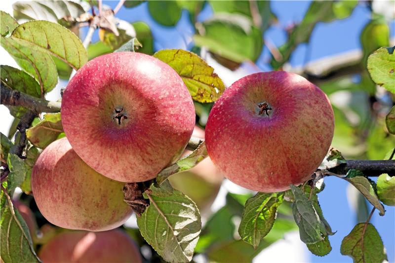 Verlockend leuchten die roten Äpfel am Baum. Die Früchte stehen beim Apfelfest in der Gaststätte „Willeckes Lust“ im Mittelpunkt.  Foto: Gereke