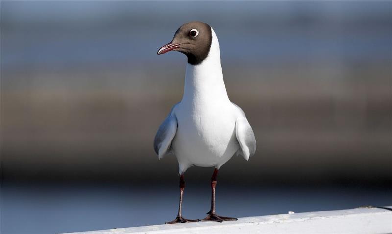 Vogelgrippe auf 21 finnischen Pelztierfarmen entdeckt Vermutlich ist die Lachmöwe Überträgerin der Vogelgrippe in Finnland.
