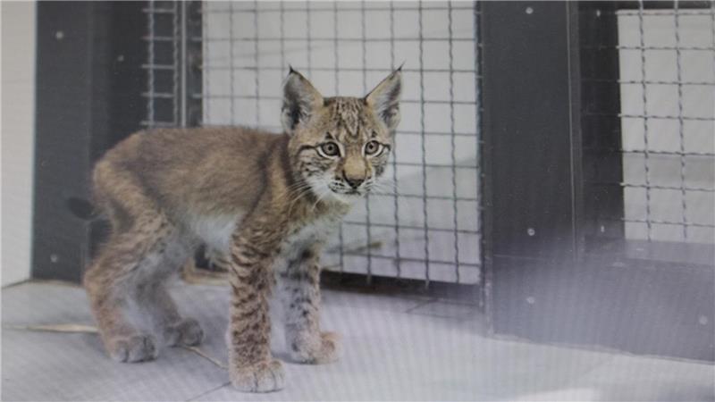 Verschüchtert und abgemagert wurden die kleinen Luchse in die Wildtierauffangstation bei Hannover gebracht.