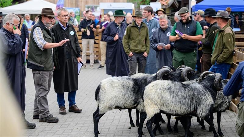 Schönster Heidschnuckenbock 2026 kommt aus Neuenkirchen Versteigerung der Böcke bei der Heidschnuckenauktion.