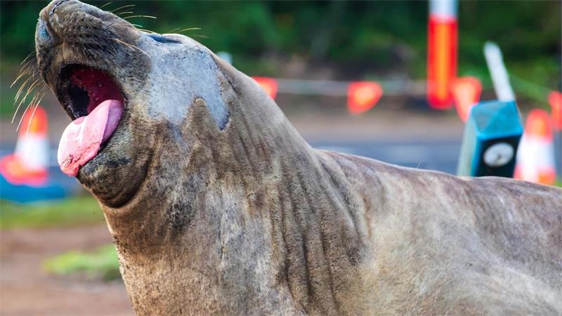 „Neil the Seal“: Wenn Fan-Liebe für Tiere zur Gefahr wird Videos mit Neil gehen immer wieder viral.