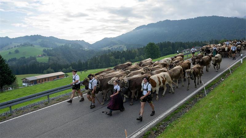Viehscheid: Hirten führen eine Rinderherde im Allgäu von den Bergweiden wieder ins Tal. 