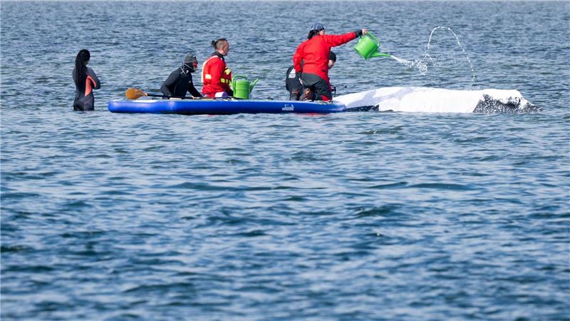 Viel Aufsehen um den Wal gibt es nur hierzulande.