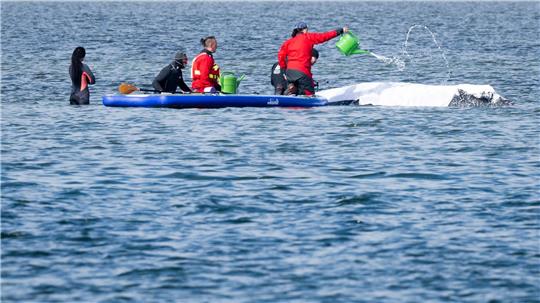 Viel Aufsehen um den Wal gibt es nur hierzulande.
