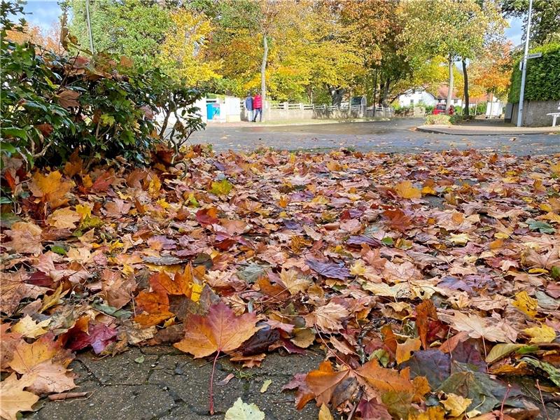 Viel Laub liegt bereits auf den Gehsteigen und noch mehr hängt an den Bäumen. In den kommenden Tagen wird also noch einiges runterkommen. Das Ordnungsamt der Stadt weist deshalb darauf hin, dass Hausbesitzer (oder natürlich die zuständigen Mieter) sich darum kümmern, dass die Blätter entfernt werden. Und wie auch beim Streugut gilt: Es darf nicht alles im Rinnstein landen. Foto: Schlegel