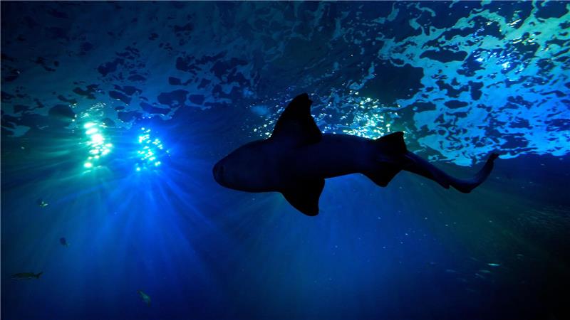 Bilder des Tages Viel Platz für große Fische: Ein Hai schwimmt in einem 400.000-Liter-Becken im Mote Science Education Aquarium im kalifornischen Sarasota.