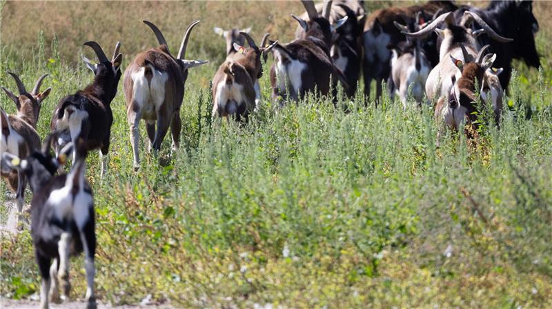 Ziegen als Landschaftspfleger auf der Vogelinsel Walfisch Viel zu tun für die 22 Ziegen auf der Insel Walfisch: Sie sollen die Vegetation abfressen und so gute Bedingungen für die Brutsaison der Seevögel im kommenden Jahr schaffen.