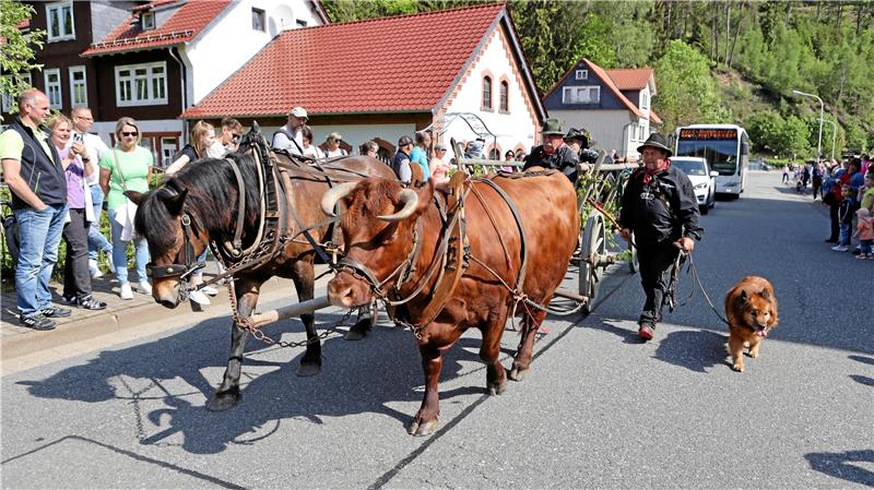 Tausende Besucher beim Viehaustrieb in Wildemann Viele Besucher schauen sich den Viehaustrieb an. Foto: Neuendorf