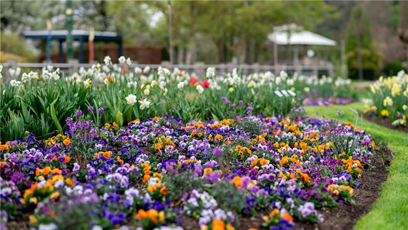 Buntes Blumenmeer im Ammerland - Park der Gärten blüht auf Viele Blumen wie Stiefmütterchen, Hornveilchen und Narzissen blühen schon.