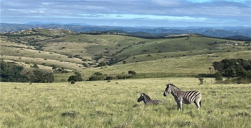 Bad Harzburger Schülerinnen sind zu Gast in Südafrika Viele Dinge, unter anderem Zebras in freier Wildbahn – wie hier im Lake-Eland-Game-Reserve – haben die NIG-Schülerinnen zum ersten Mal in ihrem Leben gesehen. Foto: Privat